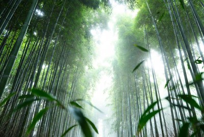 Lush Bamboo Forest with Sunlight Rays