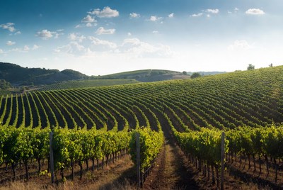 Vineyards with Rows of Grapevines