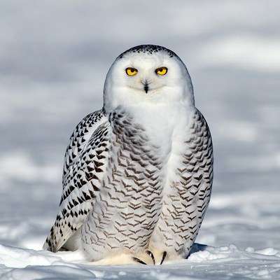 Snowy Owl in Snow
