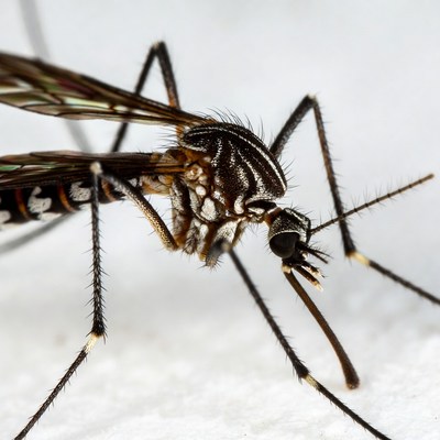 Closeup of striped mosquito