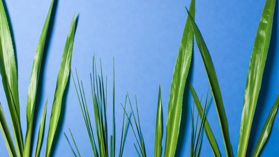 Green grass blades on blue background