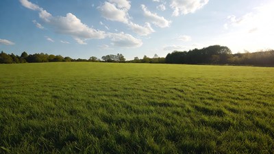 Vast green field under blue sky