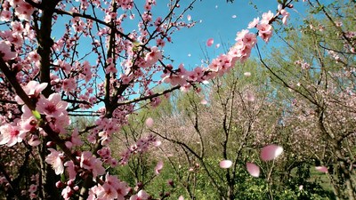 Pink Cherry Blossoms in Blue Sky