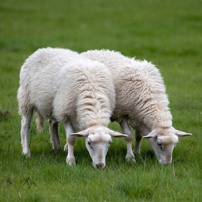 Two white sheep grazing grass