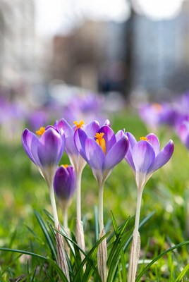 Purple crocuses blooming in grass