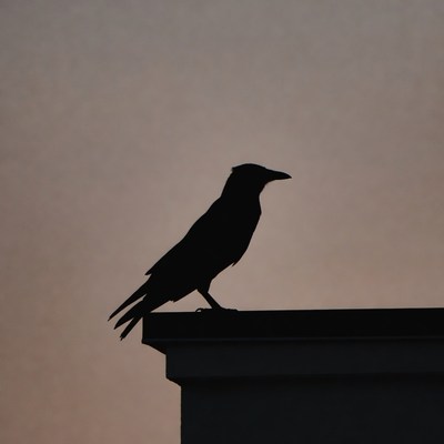 Silhouette of crow on roof