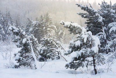 Snowy Pine Trees in Winter Forest