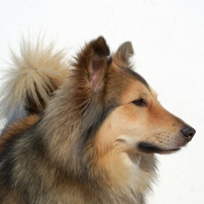 Collie dog profile on white background