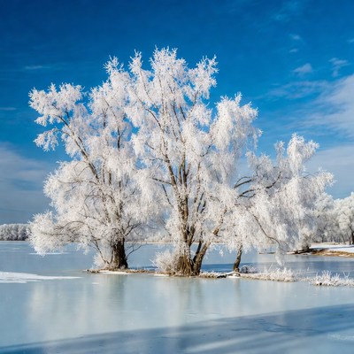 Frost-covered trees by frozen lake