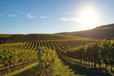 Vineyard Rows at Sunset