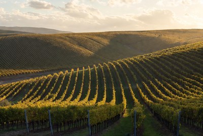 Vineyards on rolling hills at sunset
