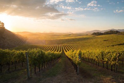 Vineyard Rows at Sunset