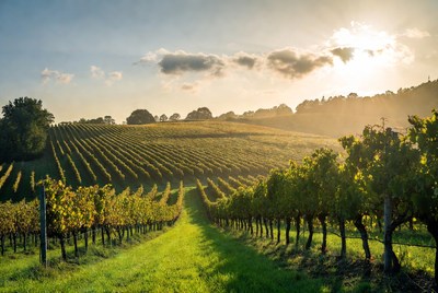 Vineyard Rows at Sunset