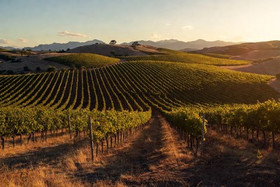 Vineyard Rows at Sunset