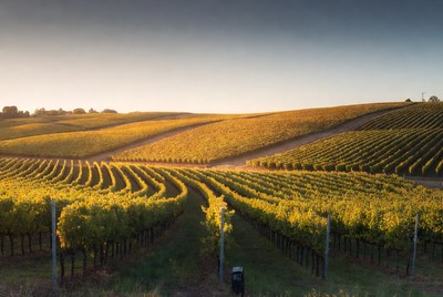 Golden Vineyard Rows at Sunset