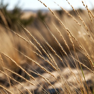 Golden wheat grass in field