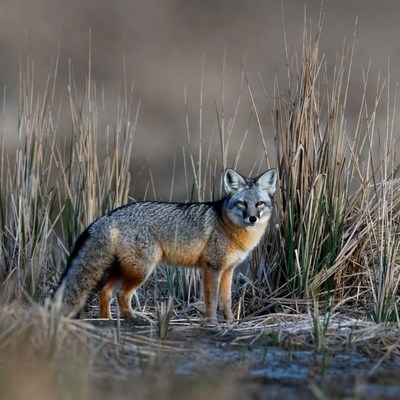 Gray Fox in Dry Grass