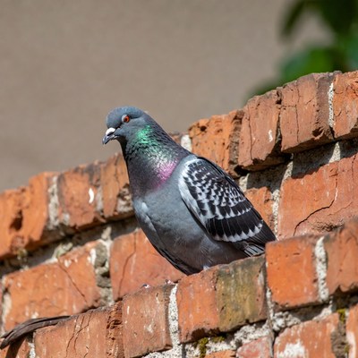 Gray pigeon on brick wall