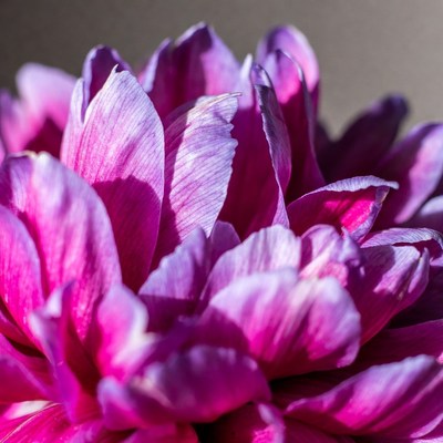Purple Dahlia Flower Closeup