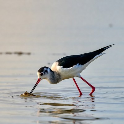 Black-winged Stilt Eating Fish