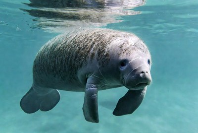 Manatee swimming underwater
