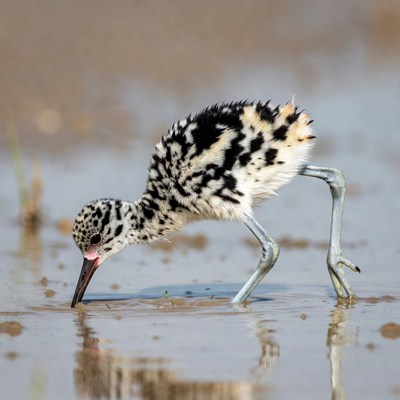 Black-necked Stilt Chick Foraging Mudflat