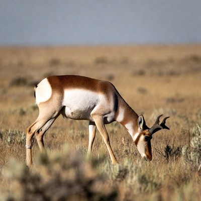 Pronghorn Antelope Grazing in Grassland