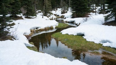 Snowy River in Forest