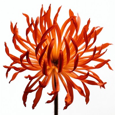 Vibrant Orange Spider Mum Flower