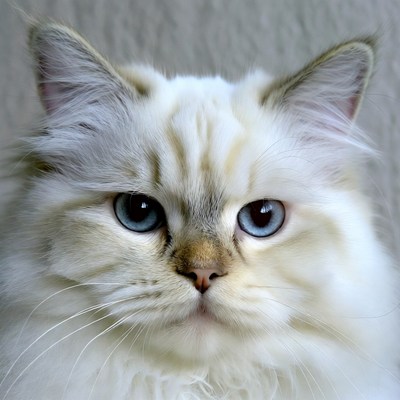 Close-up of blue-eyed Birman cat