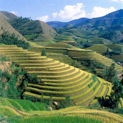 Terraced Rice Fields in Mountains