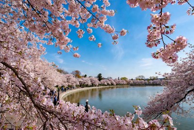 Cherry Blossoms Framing Tidal Basin Crowd