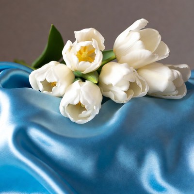 White tulips on blue satin