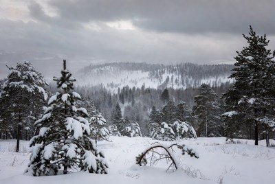 Snowy Pine Forest Landscape