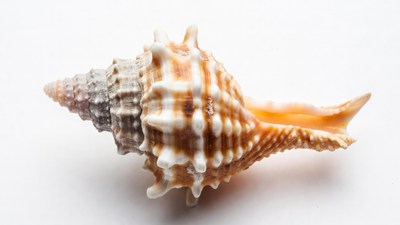 Spiny Sea Shell on White Background