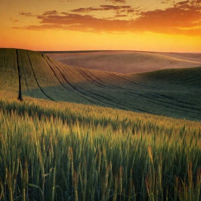 Golden Wheat Fields at Sunset