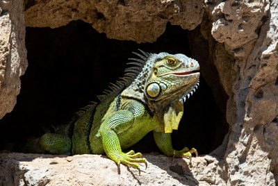 Green iguana in rocky cave