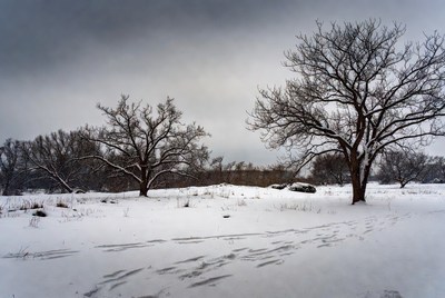 Snowy Field with Bare Trees