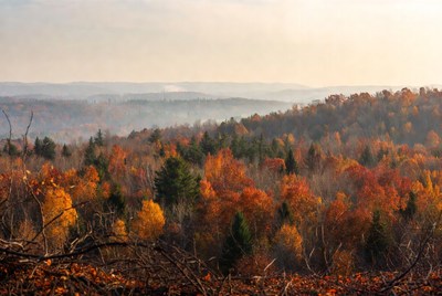 Autumn Forest Landscape with Vibrant Colors