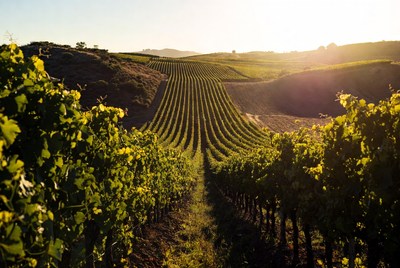 Vineyard Rows at Sunset