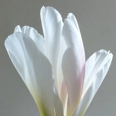 White Tulip Flower Blooming