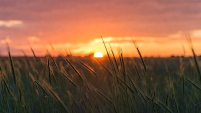 Sunset over tall grass field