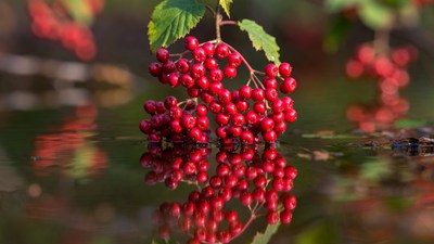 Red Berries Cluster with Water Reflection