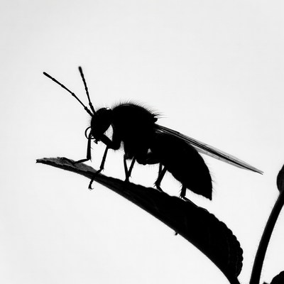 Black Silhouette Bee on Leaf