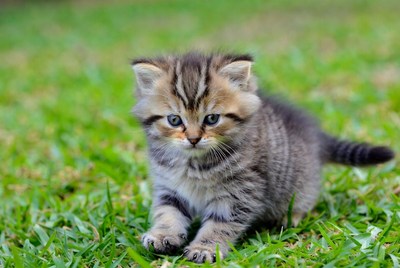 Tabby kitten sitting on grass