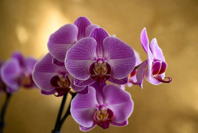 Purple Orchid Flowers on Gold Background