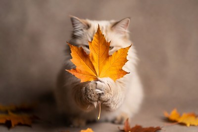 Cat holding orange maple leaf