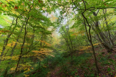 Autumn Forest Path with Green Yellow Trees
