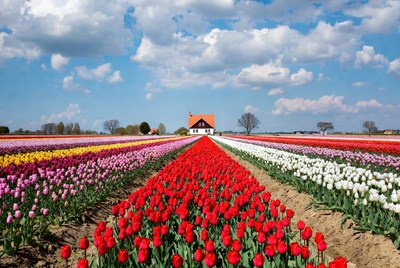 Red Tulip Field with White House