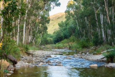 Eucalyptus Forest with Mountain Stream